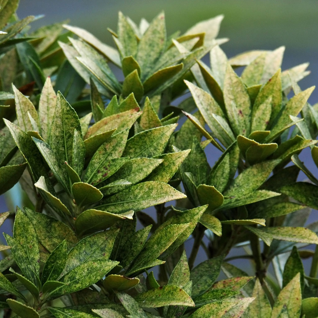 ben fredericson - green plant ipad wallpaper