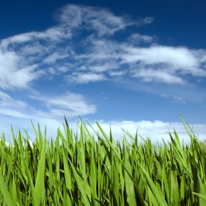 ben fredericson - blue sky and grass ipad wallpaper