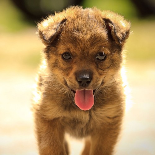 Puppy by Bogdan Suditu Ipad wallpaper