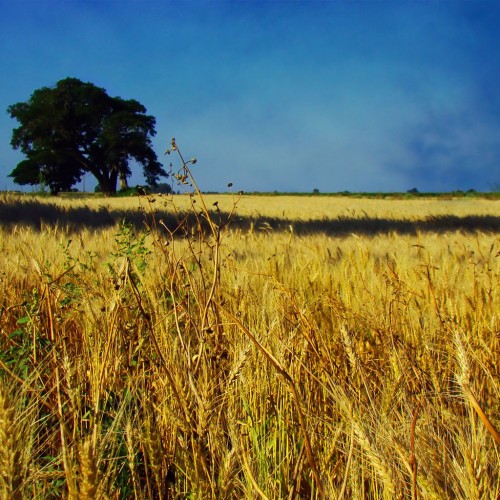 Skies and fields from Argentina by Claudio.Ar Ipad wallpaper