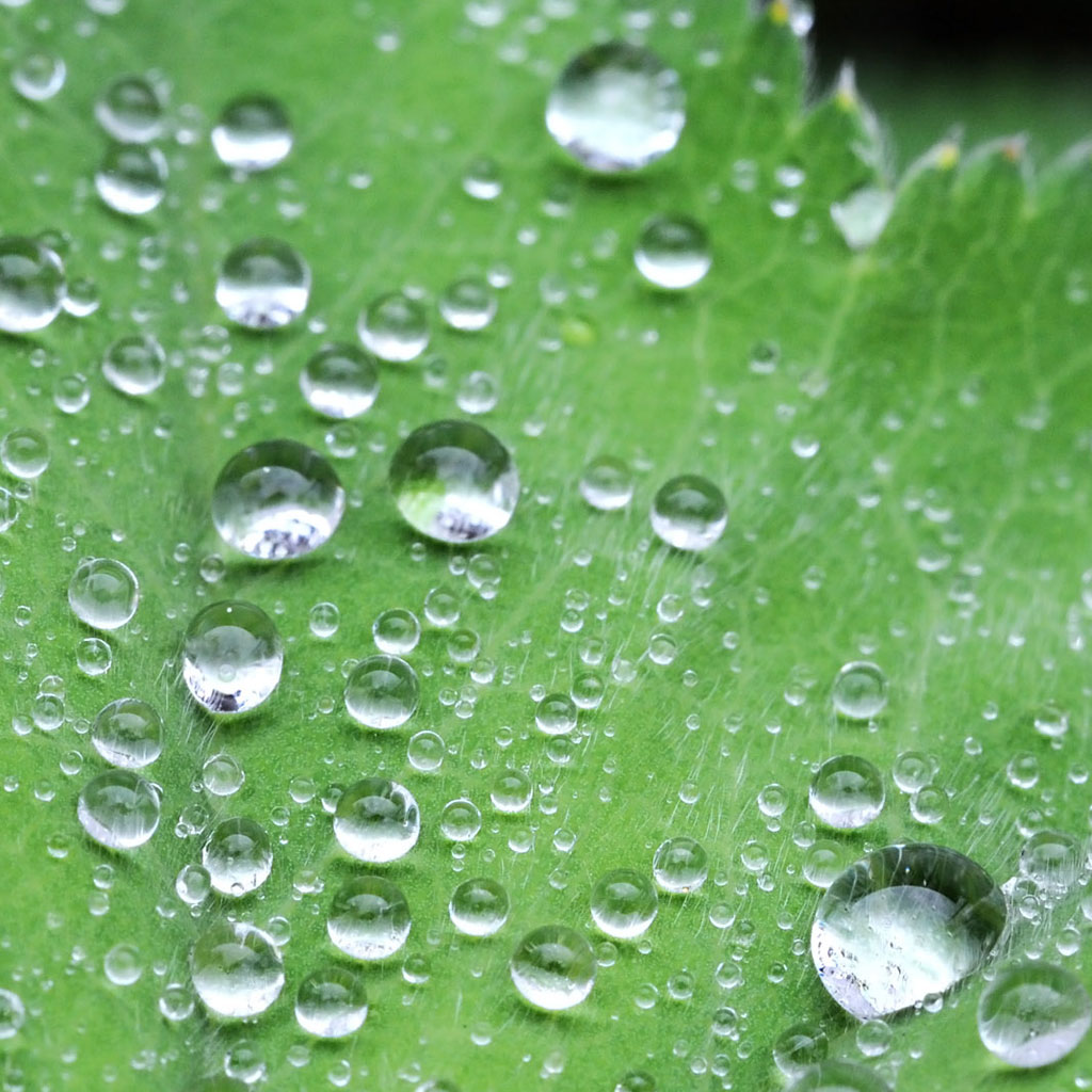 ben fredericson - water drops on a leaf ipad wallpaper