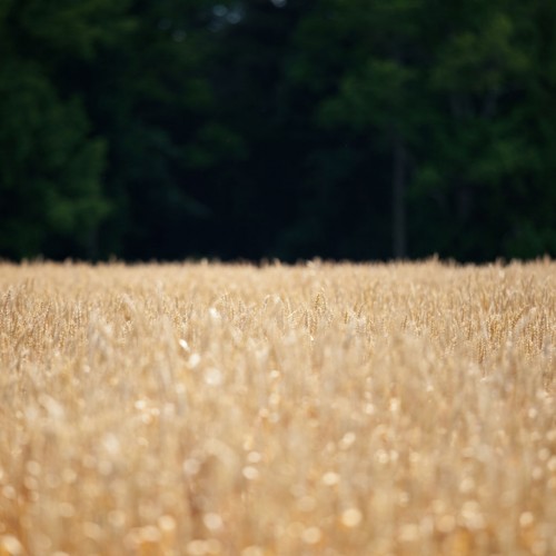 Wheat field by Brandon Christopher Warren Ipad wallpaper