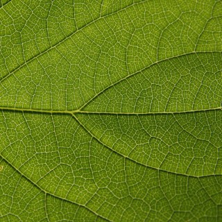 brent leimenstoll - macro leaf texutre ipad wallpaper