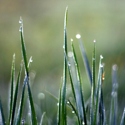 A Dew-Dropped Morning by caruba Ipad wallpaper