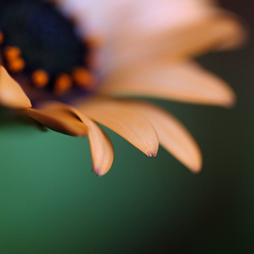 African daisy by code poet Ipad wallpaper