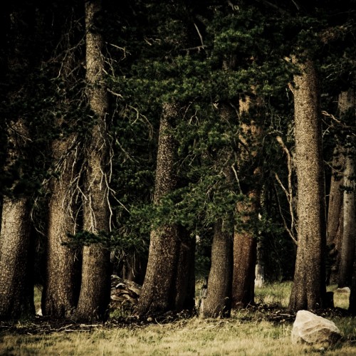 The Lives of Ents by code poet Ipad wallpaper