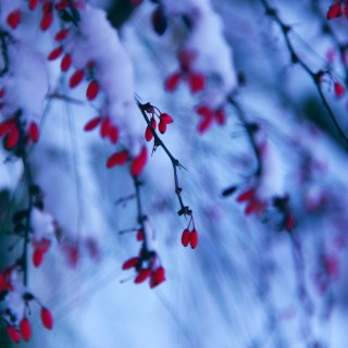 d sharon pruitted - red winter berries ipad wallpaper