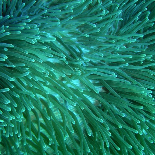 Anemone by dachalan Ipad wallpaper