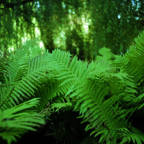 Edgar Froese’s Fern by Danny Ipad wallpaper