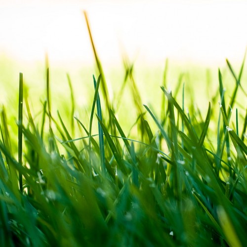 Grass by Davic Ipad wallpaper
