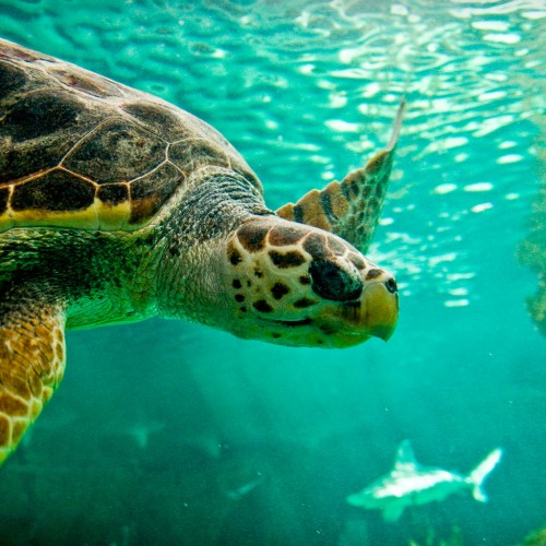 Swimming – Nadando by Davic Ipad wallpaper