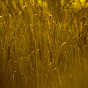 david wheeldon - golden reeds ipad wallpaper