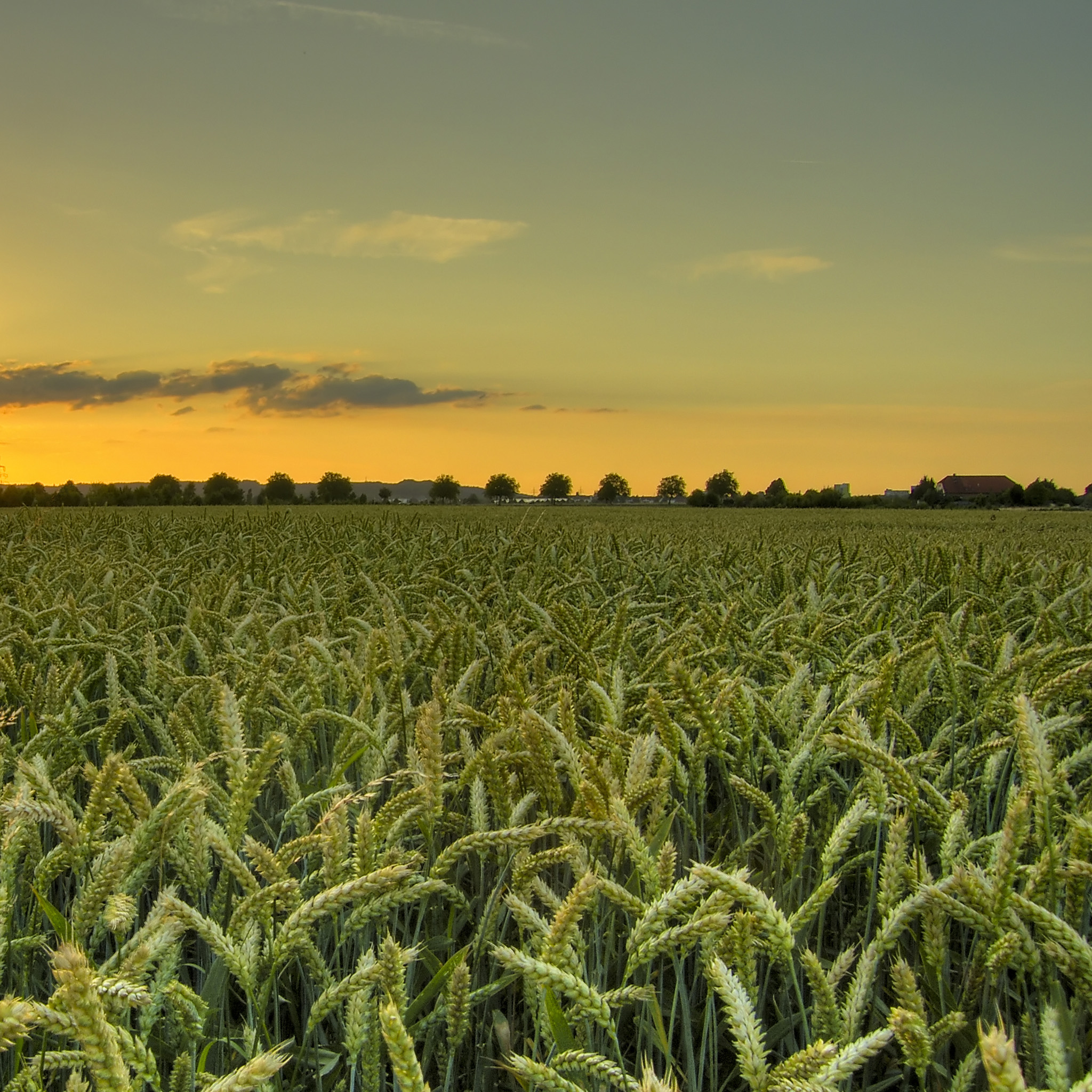 doblonaut - hdr wheat field at sunset ipad wallpaper