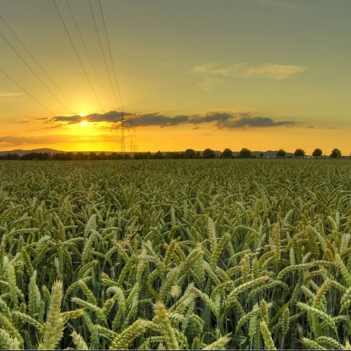 Wheat field at sunset iPad Wallpaper