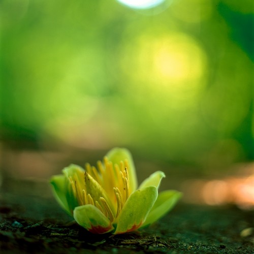 If a flower falls in a forest… by Dr. RawheaD Ipad wallpaper