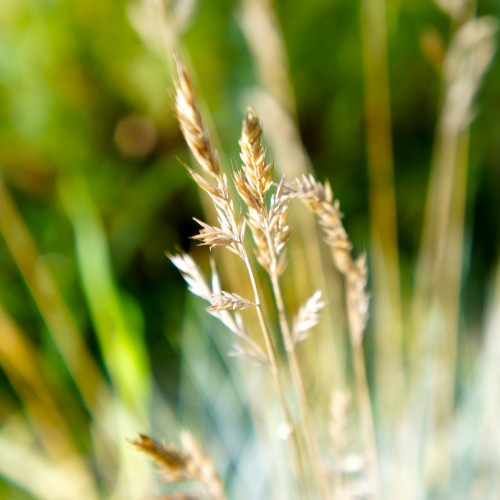 Dry Seeds by duckfarm Ipad wallpaper