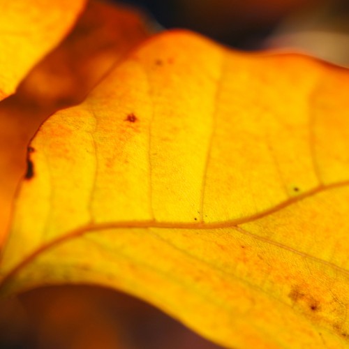 Autumn Orange by duckfarm Ipad wallpaper