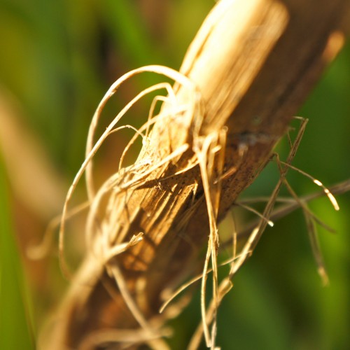 Stringy by duckfarm Ipad wallpaper
