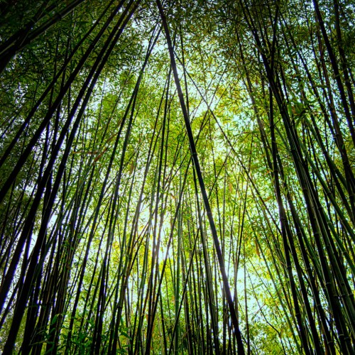 Bamboo forest iPad Wallpaper