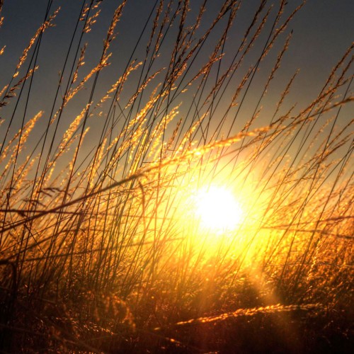 sunkissed by ecstaticist Ipad wallpaper