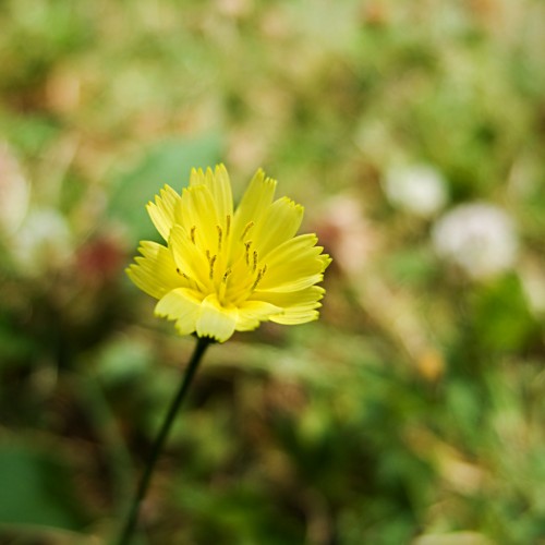 Yellow Flower by ecstaticist Ipad wallpaper