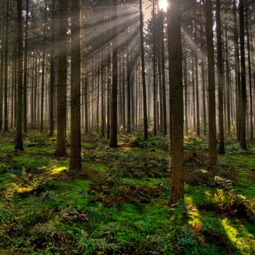 Magic! between the trees by fatboyke Ipad wallpaper