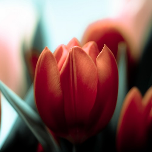 Red tulip by harold lloyd Ipad wallpaper