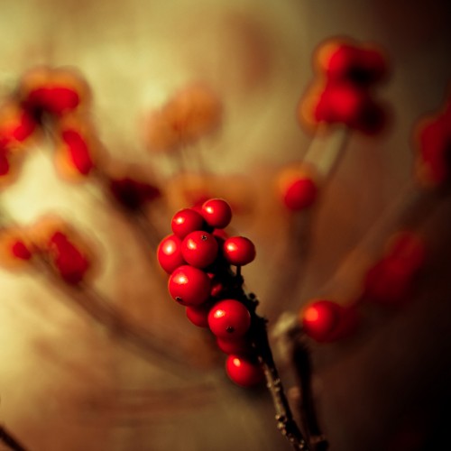 some berries by harold lloyd Ipad wallpaper