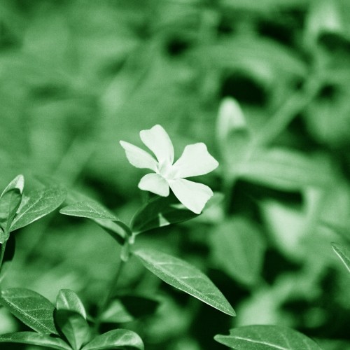 Flower by jacobh95 Ipad wallpaper