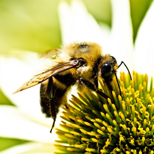 Seeking Pollen by Jorge Quinteros Ipad wallpaper