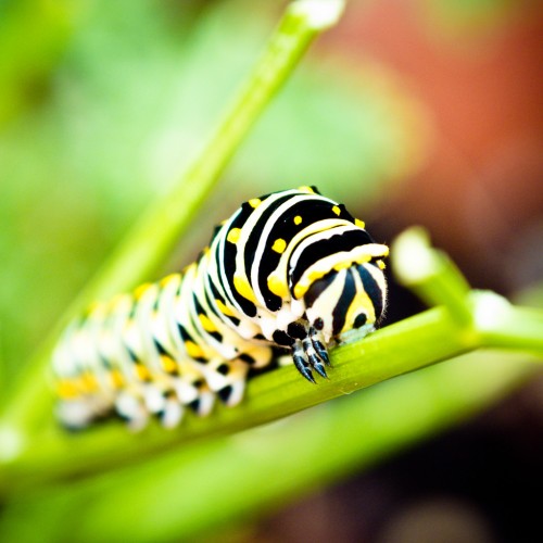 Silently Feeding by Jorge Quinteros Ipad wallpaper
