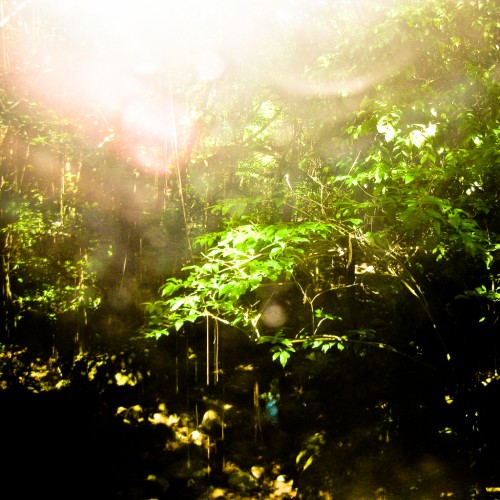 St.Lucia Rainforest iPad Wallpaper