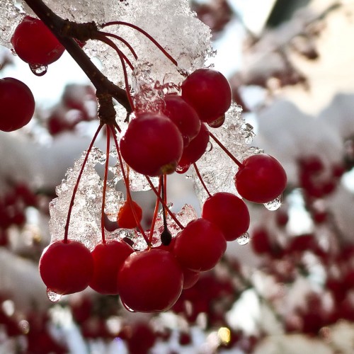 First Winter Snow by Josh Libatique Ipad wallpaper