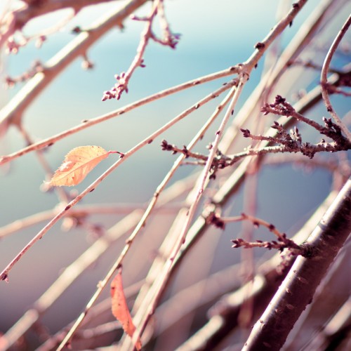 Fall branches by Josh Liba Ipad wallpaper