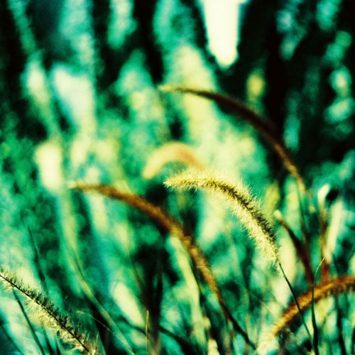 Grass by Kevin Dooley Ipad wallpaper
