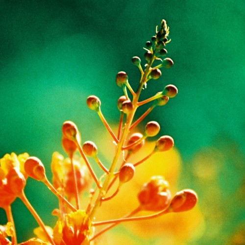 Fujifilm Velvia by Kevin Dooley Ipad wallpaper