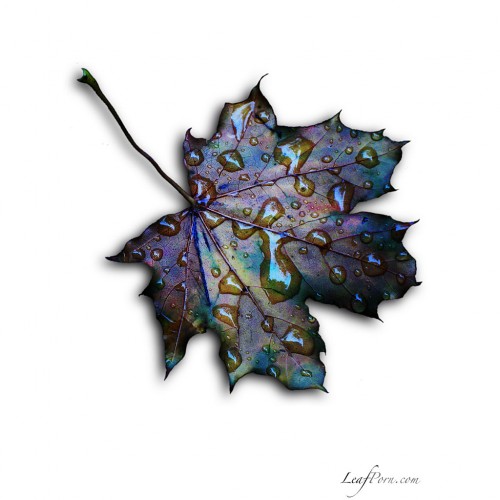 Leaf 5 by undergroundbastard Ipad wallpaper
