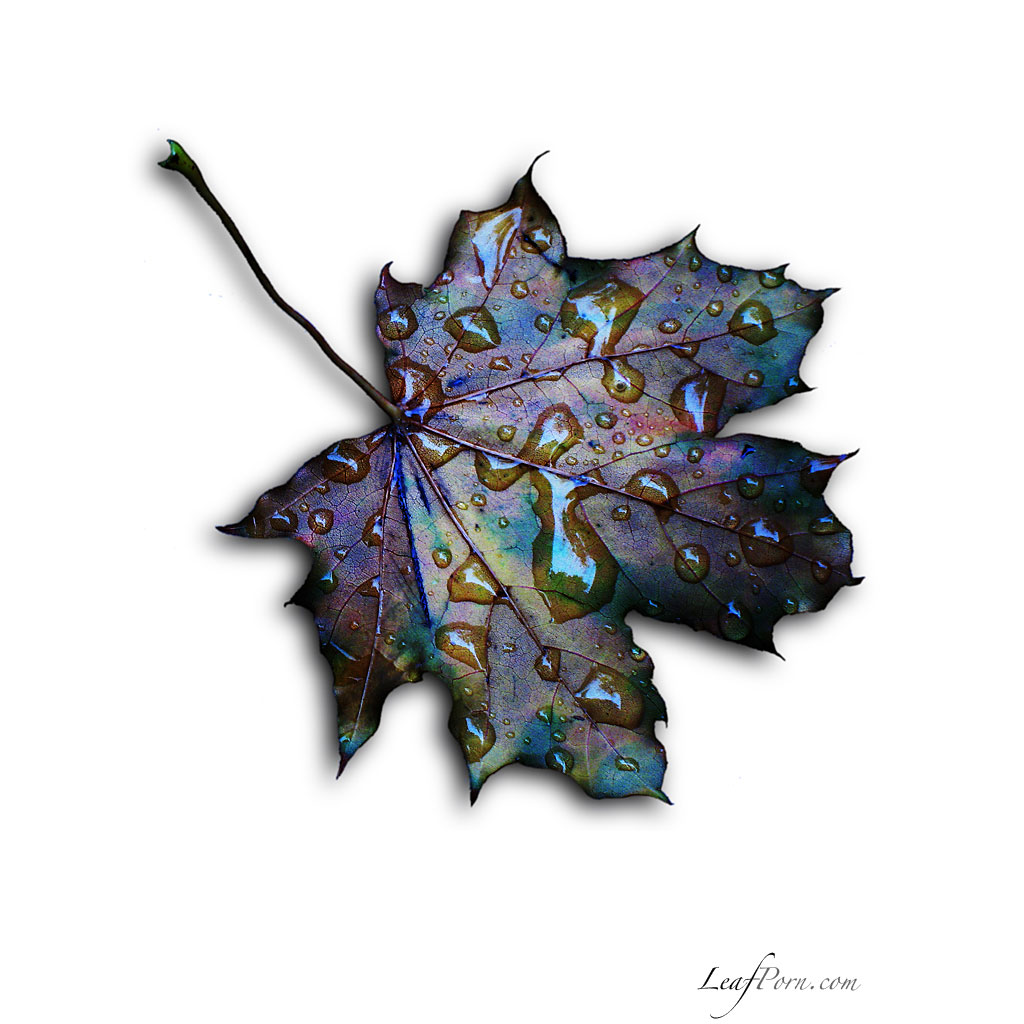undergroundbastard - dead maple leaf with some water drops ipad wallpaper