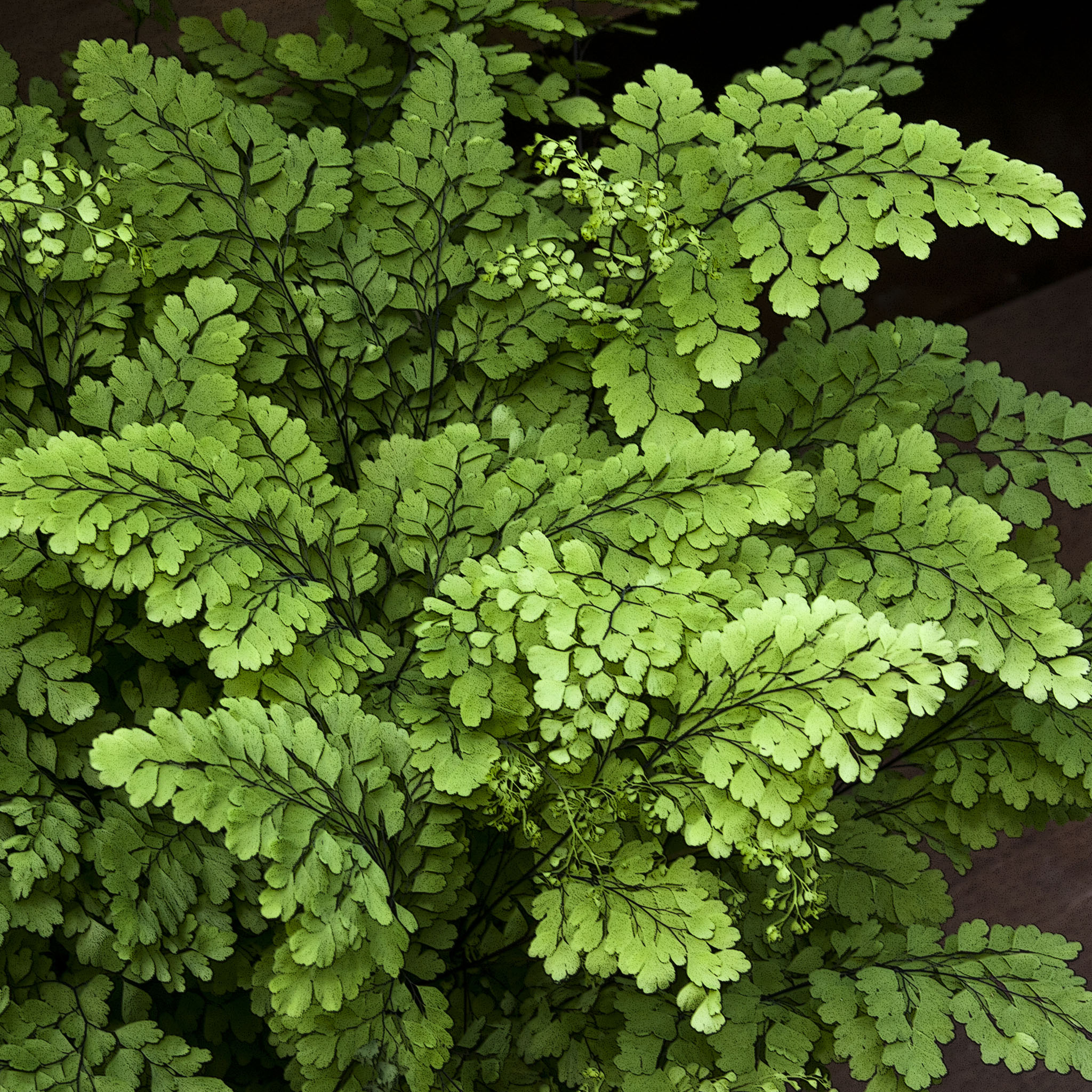 liz west - green fern leaves ipad wallpaper