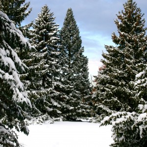 liz west - snowy spruce trees landscape ipad wallpaper