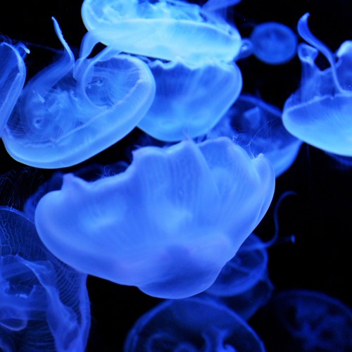 Blue jellyfish by maaco Ipad wallpaper