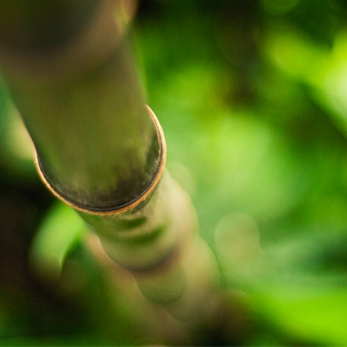 Bamboo by Marie Sturges Ipad wallpaper