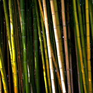 mark sebastian - bamboo ipad wallpaper