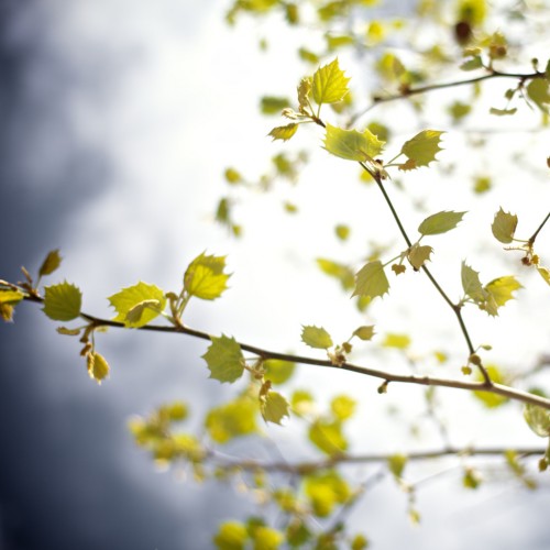 Birch branch by mark sebastian Ipad wallpaper