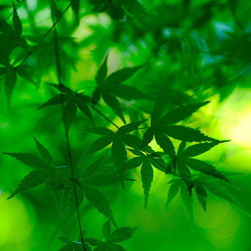 Green leaves by mark sebastian Ipad wallpaper