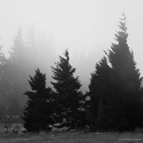 Trees by mattly Ipad wallpaper