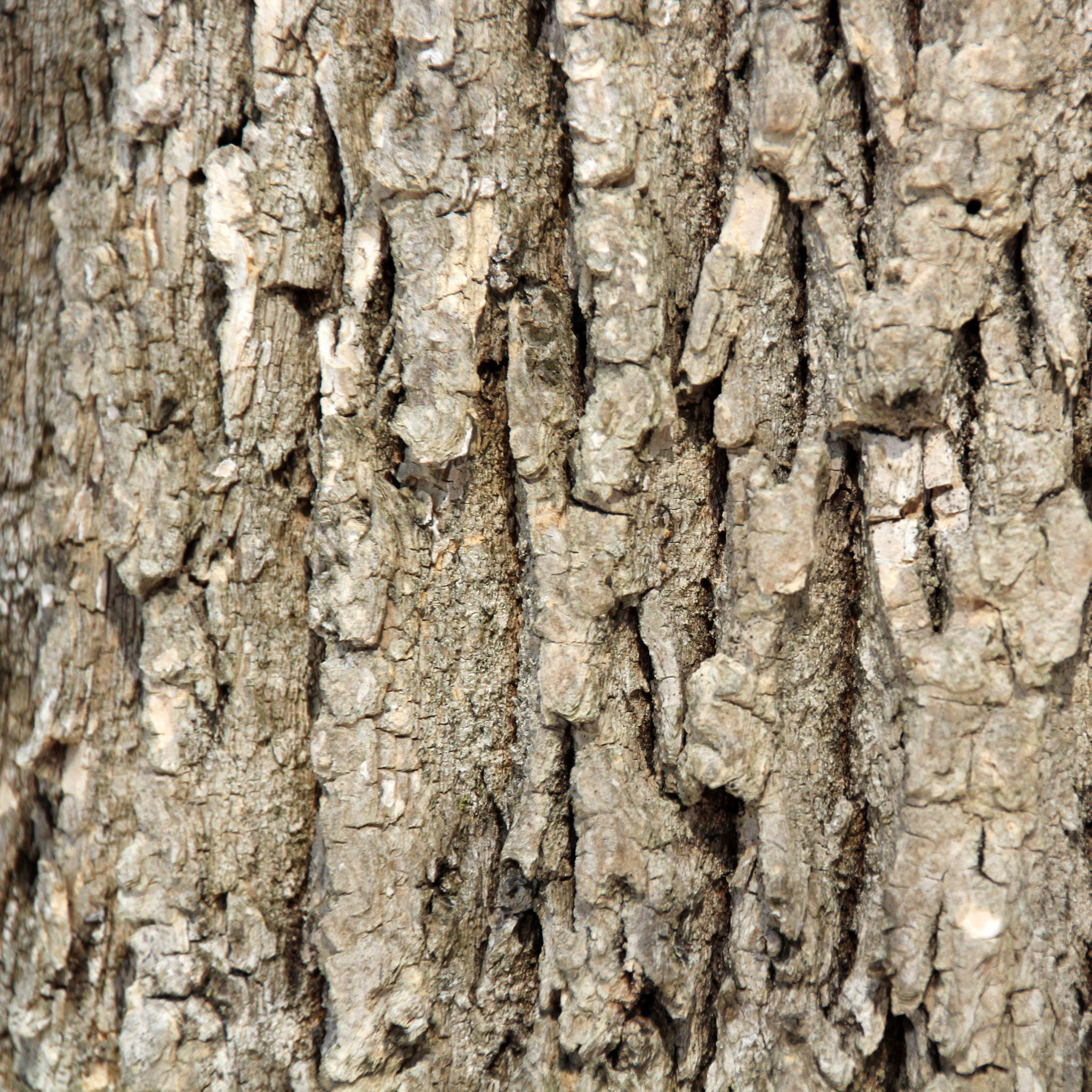 mitch - tree bark texture ipad wallpaper