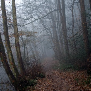 rik o hare - foggy forest path ipad wallpaper