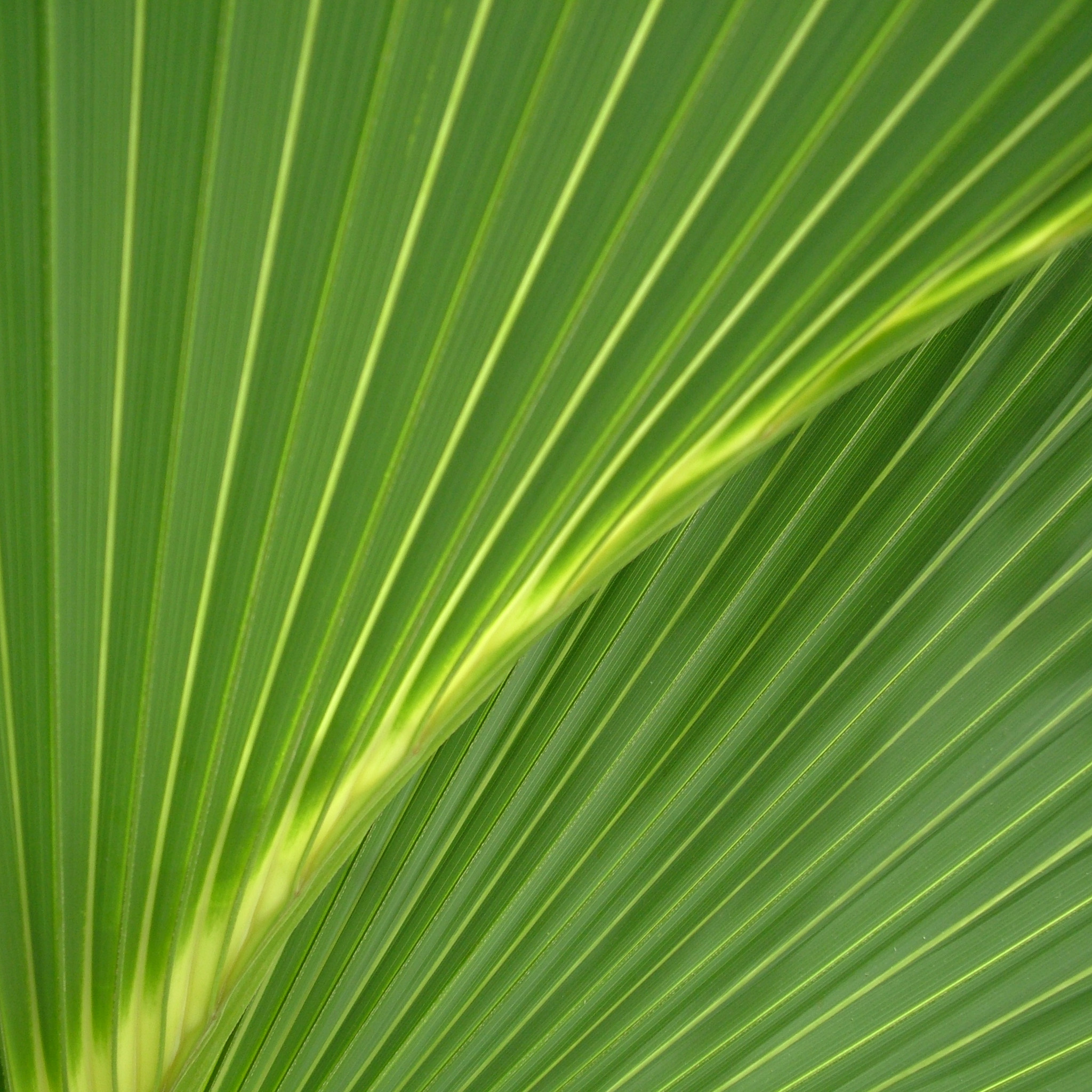 riv - palm leaf texture ipad wallpaper