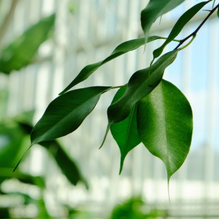 scott wylie - green leaves ipad wallpaper